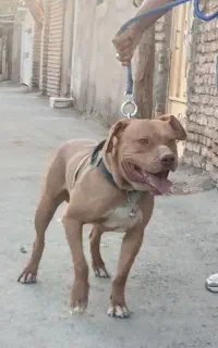 سگ پبت بول