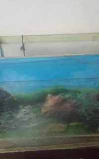 آکفاریوم