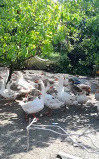 غاز محلی بالغ