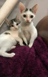 واگذاری بچه گربه