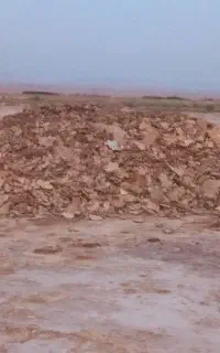 فضولات مرغ سالن