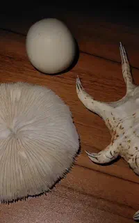 دو عدد صدف و یک سنگ آسیاب