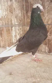کفتر‌‌پرشی‌ به‌ شرط‌ دو‌ جفت