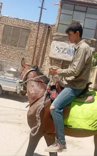 اسب نریان ۴ساله ترکمن