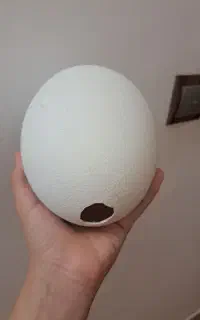 تخم  شتر مرغ پوک