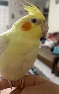 گمشده