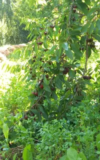 به تعدادی خانم جهت کاردرباغ گیلاس البالو