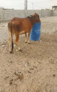 گوساله ماده