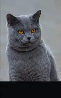 یک عدد گربه پیدا شده