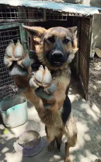 سگ نگهبان ژرمن
