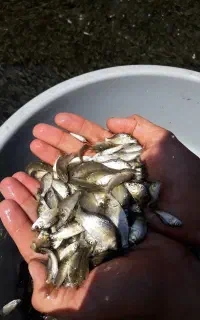 آمور