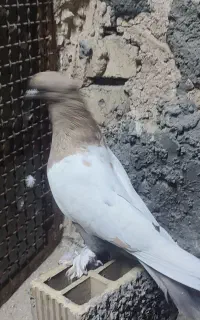 کفتر سینه زرد