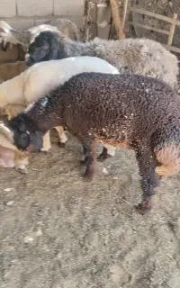 بره نروماده بندی