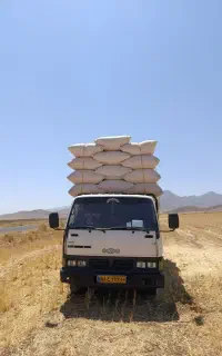 کاه گندم  دیم