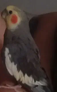 پرنده