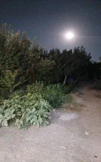 اجاره روزانه باغ ویلا