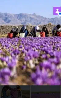 کارگربرای جم کردن زعفران ده نفر باوسیله نقلیه