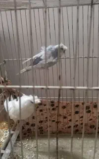 مرغ عشق البینو پرفری