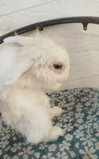 خرگوش لوپ