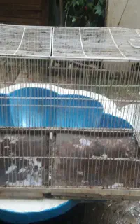 قفس بزرگ