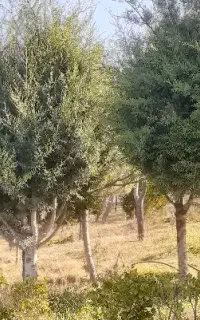 خانوم تنها، یا زوج جوان جهت سرایداری