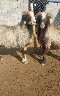 گوسفند
