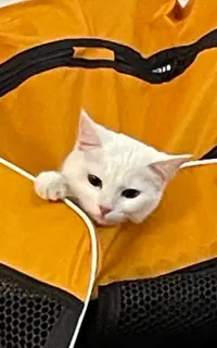 گربه پرشین کلاسیک چشم رنگی