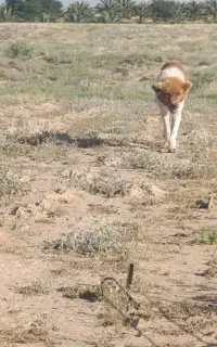 سگ قدرجونی