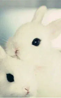 خرگوش طلایی