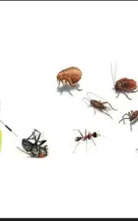 سم پاشی حشرات منزل