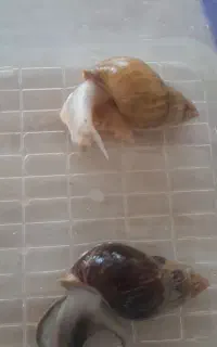 حلزون اچاتینا مولد