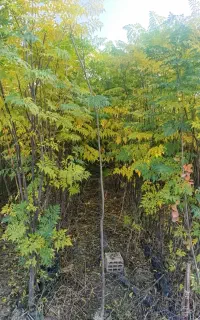 نهال های زیتون تلخ برای زینتی گلدانی ارتفاع ۳ متر