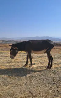 نره خر گنی هیکلی دو ساله