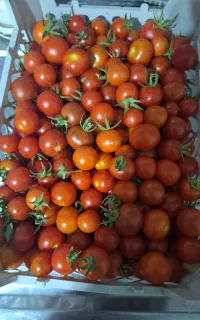 گوجه ریز محلی