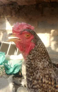 مرغ و خروس و اردک روسی  رودخانه