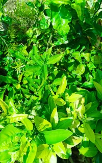 فروش نهال نارنج