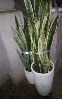 فروش گل با گلدان