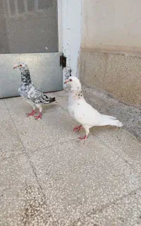 کبوتر هفت رنگ