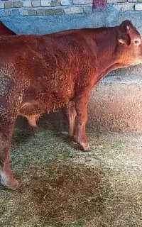 گوساله نرشاروله جنس