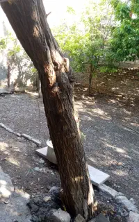 درخت توت خشک