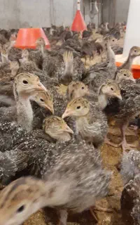 فروش جوجه بوقلمون برنزه