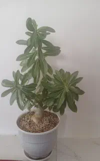 گل قشنگ