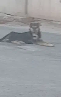 سگ هاسگی