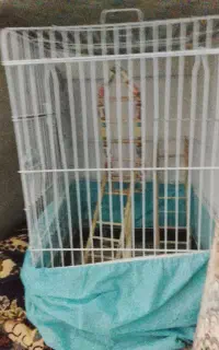 قفس کاسکویی