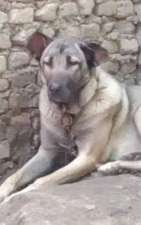 سگ سرابی