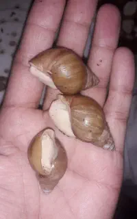 حلزون آلبینو
