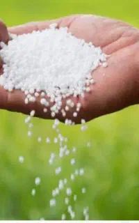 کود شیمیایی سفید وگندم دیم
