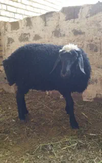 بره
