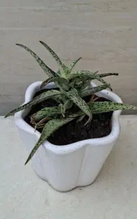 گیاه آلوئه