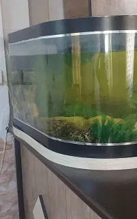 اکواریوم شیشه خم